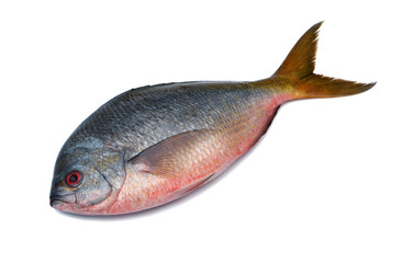 Yellowtail fusilier fish isolated on white background