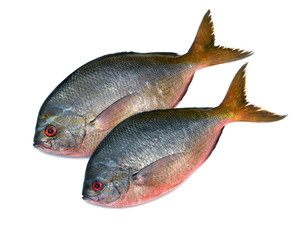 Yellowtail fusilier fish isolated on white background