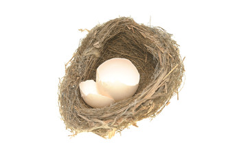 Bird nest and broken egg shells