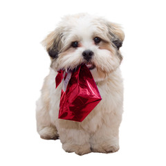 Lhasa apso puppy