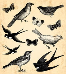 Oiseaux et papillons © lynea