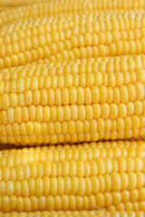 Grains of yellow ripe corn as background