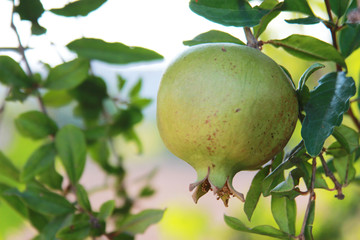 Pomegranate