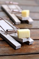 mouse trap with cheese