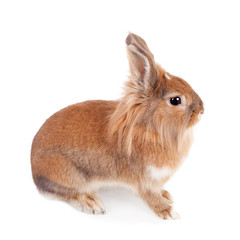 Obraz premium Little rabbit