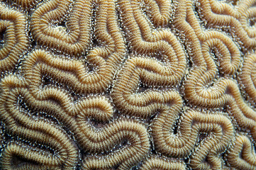 Grooves of a brain coral
