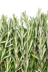 Twigs of rosemary over white