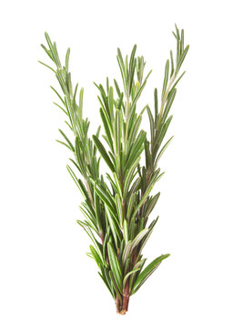 Twigs of rosemary isolated on white