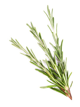 Twigs of rosemary isolated on white