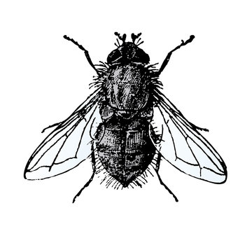 Mouche