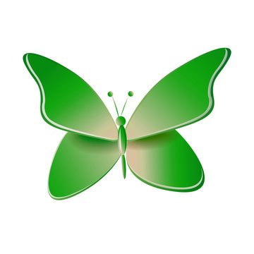 Papillon vert