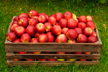 Red apples in a box