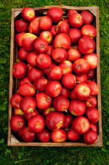 Red apples in a box