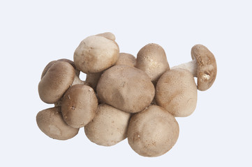 Fototapeta premium Chestnut Mushrooms isolate on white