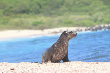 Naklejka premium Galapagos baby sea lion close up in the wild