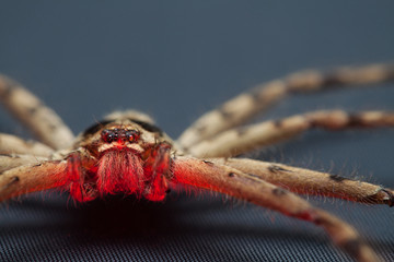 Brown spider