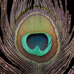 Obraz premium Peacock feather