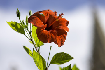 Flor roja abierta, Palma de Mallorca, Islas Baleares