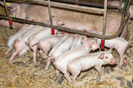 Sow with piglets