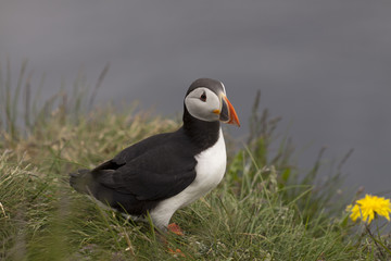 Puffin