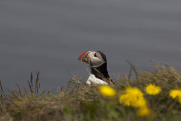 Puffin