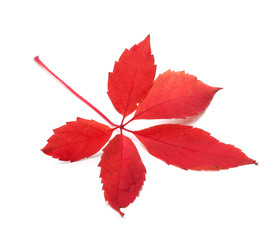 Red autumn leaf