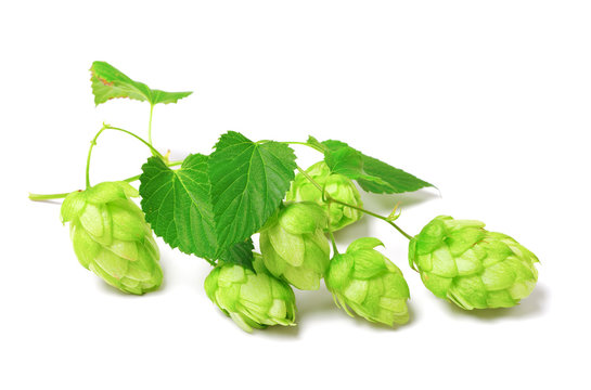 Blossoming hop on white background
