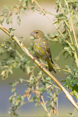 an immature of greenfinch on a branch / Carduelis chloris