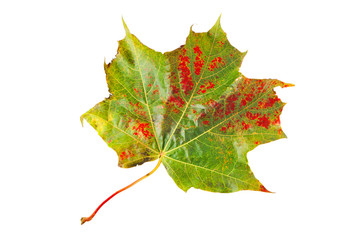 colorful fallen autumn leaf