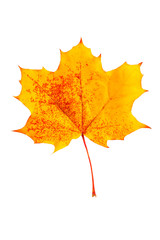 mottled yellow fallen autumn leaf