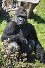Silverback Gorilla