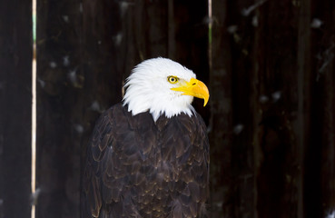 American Eagle