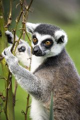 Lemur Climbing