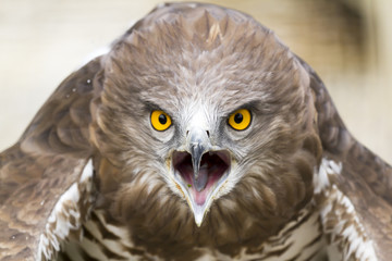 Toed Eagle