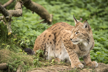 Lynx Crouched on a Rock