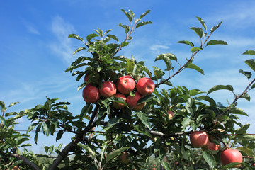 red apple orchard