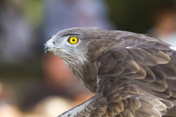 Grey Eagle