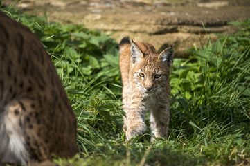 Naklejka na ściany i meble Lynx Kitten Stalking