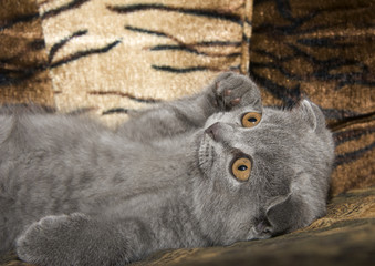 small gray cat