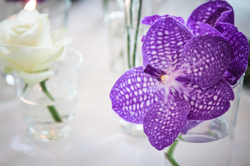 lila orchidee