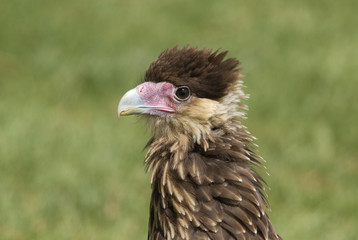 Vulture