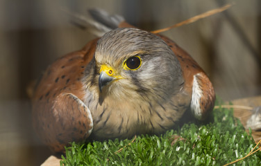 Common Kestrel
