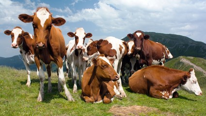 Fototapeta na wymiar group of cows (bos primigenius taurus) in alps on pasture
