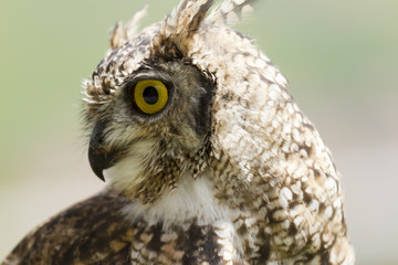 Barn Owl