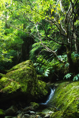 acores; small jungle valley on flores