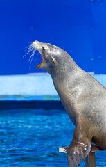 Fototapeta premium Sea ??lion