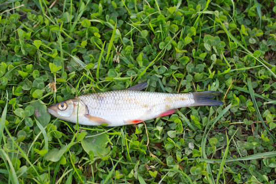 the caught fish (Leuciscus idus)