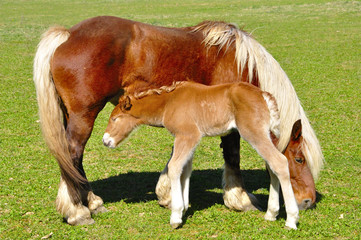 jument et son poulain
