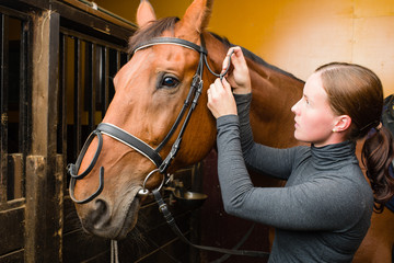 Bridle horse