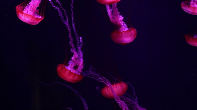a lot of red jellyfish medusa in a black void